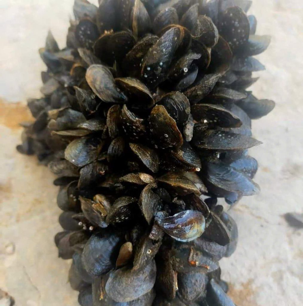 thức ăn tôm hùm tươi sống